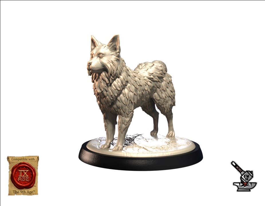 Chien Islandais (Icelandic Sheepdog)